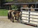 dioezesanwoetag2011(09)